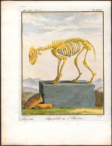 Hyaena spec. - skelet - 1700-1880 - Print - Iconographia Zoologica - Special Collections University of Amsterdam - UBA01 IZ22200093