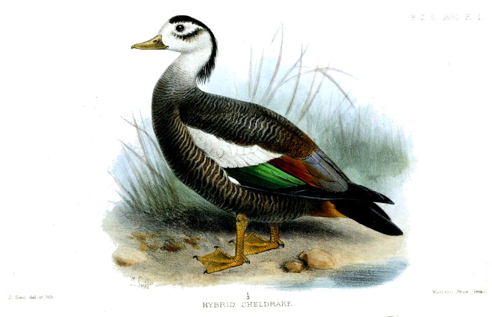 HybridSheldrakeSmit
