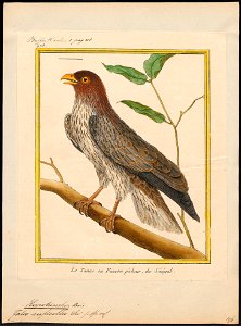 Hypotriorchis ruficollis - 1700-1880 - Print - Iconographia Zoologica - Special Collections University of Amsterdam - UBA01 IZ18200221