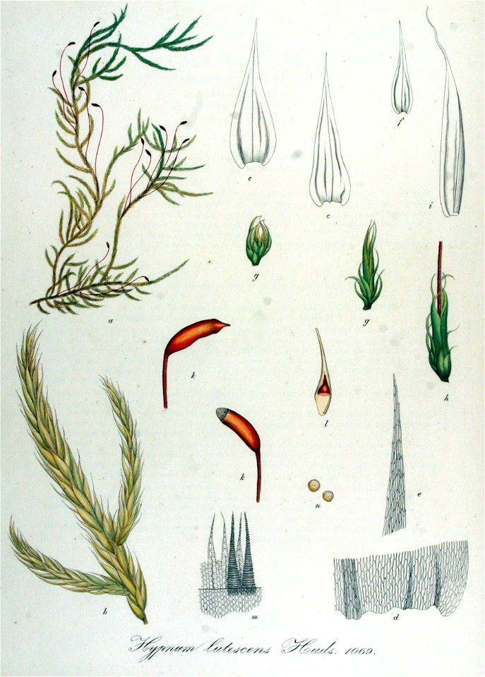 Hypnum lutescens — Flora Batava — Volume v14
