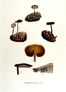 Hydnum auriscalpium — Flora Batava — Volume v15. Free illustration for personal and commercial use.