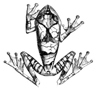 Hypsiboas geographicus 1882