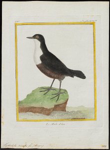 Hydrobata cinclus - 1700-1880 - Print - Iconographia Zoologica - Special Collections University of Amsterdam - UBA01 IZ16300385
