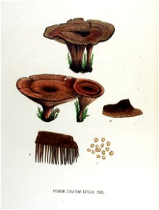 Hydnum zonatum — Flora Batava — Volume v17