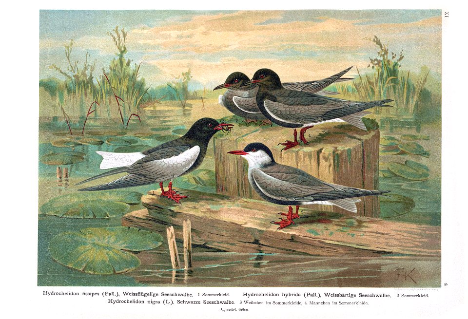 Hydrochelidon - Naumann - Naturgeschichte der Vögel Mitteleuropas