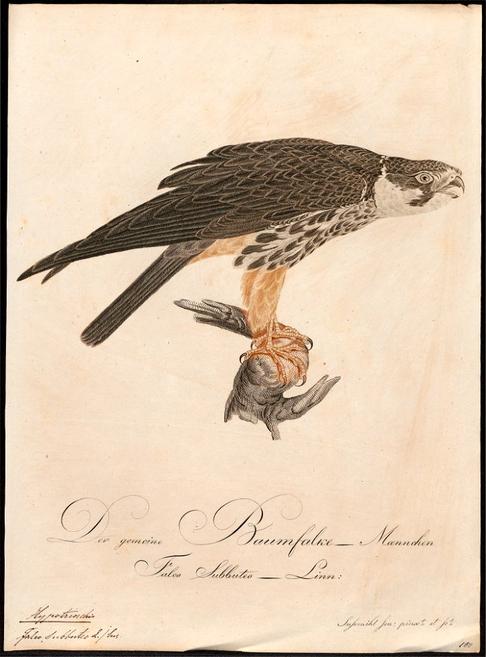 Hypotriorchis subbuteo - 1800-1812 - Print - Iconographia Zoologica - Special Collections University of Amsterdam - UBA01 IZ18200179