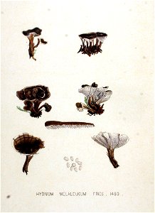 Hydnum melaleucum — Flora Batava — Volume v19. Free illustration for personal and commercial use.
