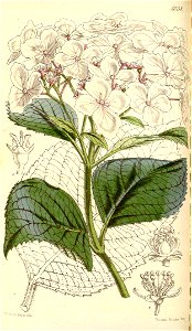 Hydrangea stylosa