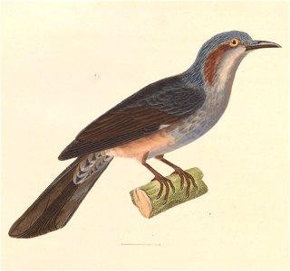 Hypsipetes amaurotis 1838