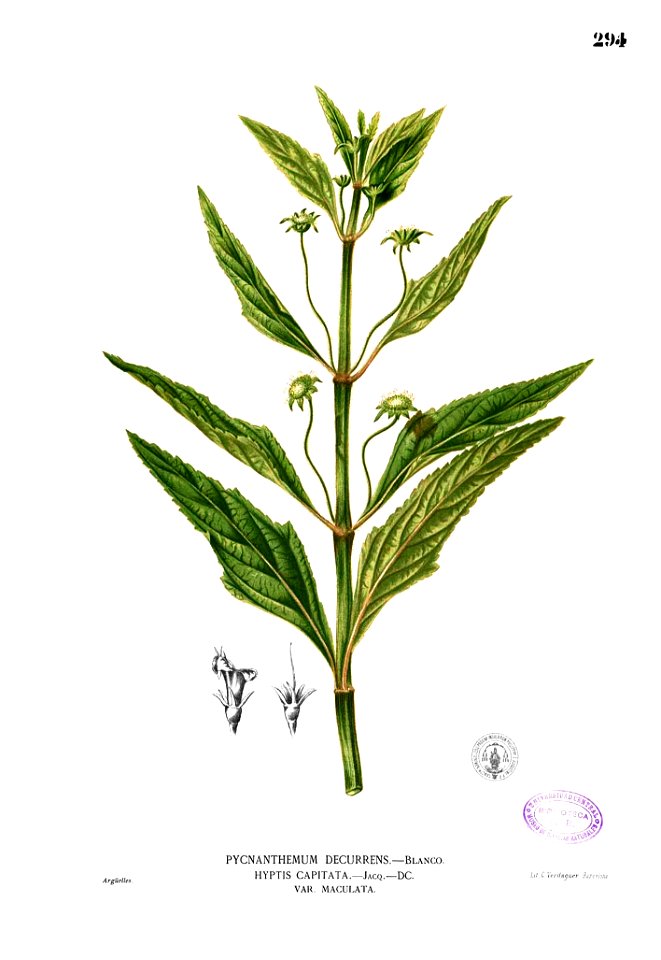 Hyptis capitata Blanco2.294