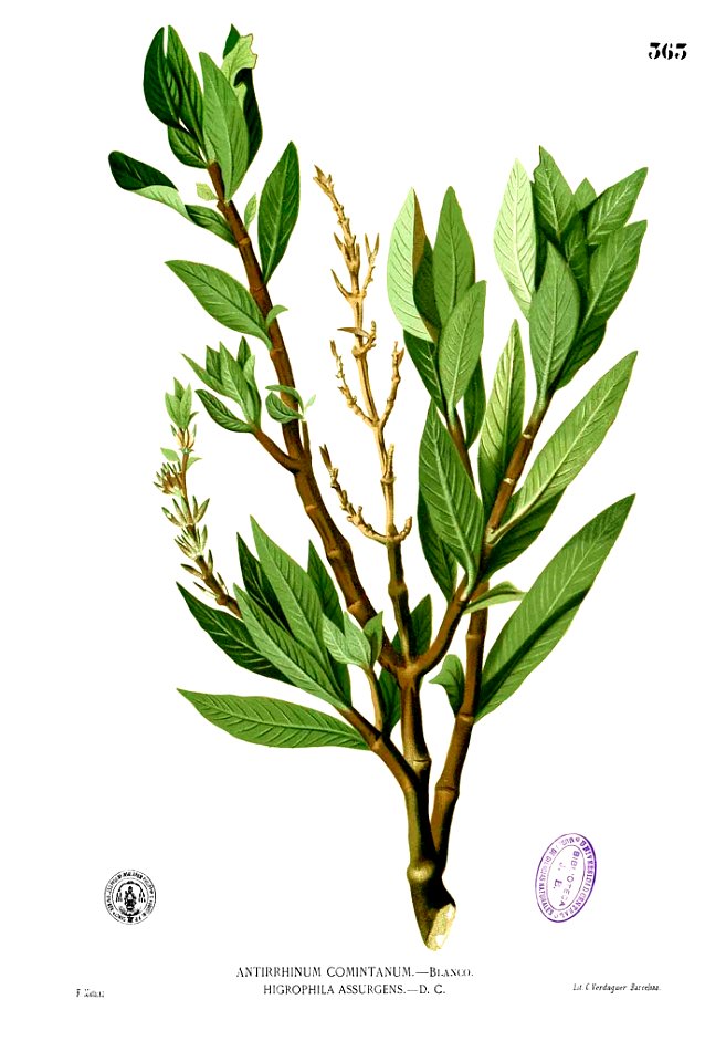 Hygrophila salicifolia Blanco2.363