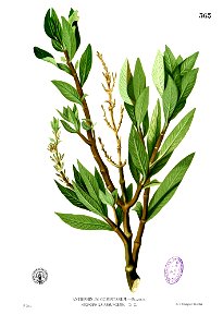 Hygrophila salicifolia Blanco2.363. Free illustration for personal and commercial use.