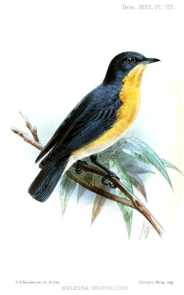 HyliotaNehrkorniKeulemans