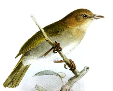 Hylophilus brunneiceps Keulemans