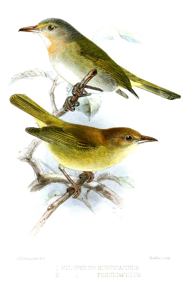 HylophilusKeulemans