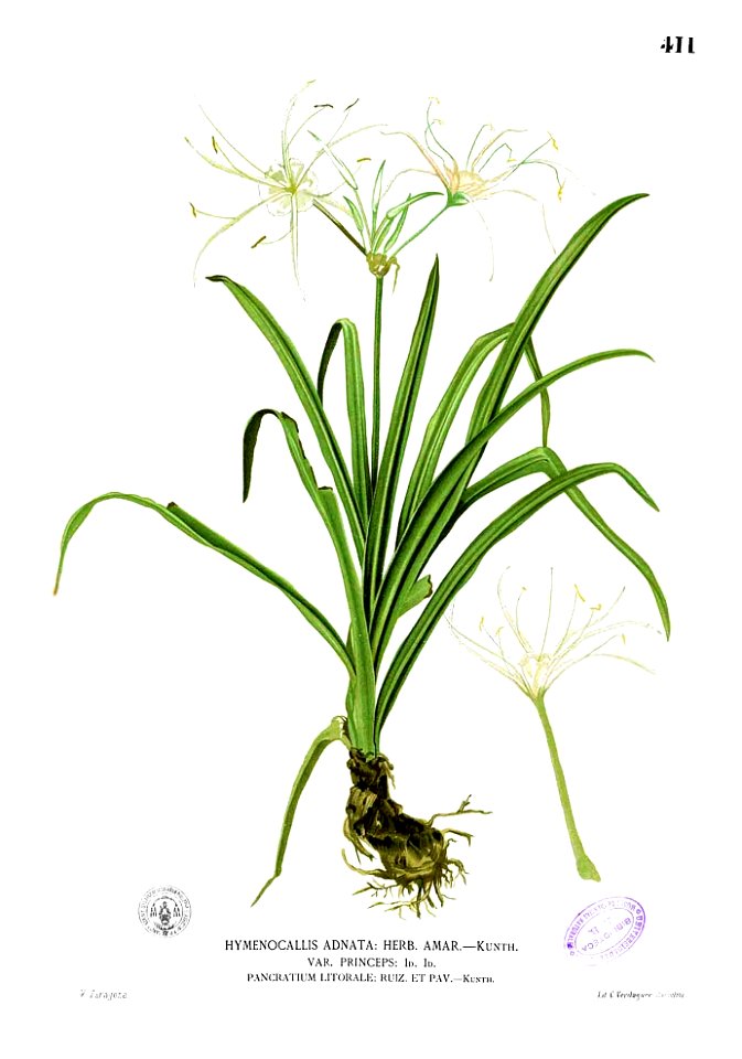 Hymenocallis littoralis Blanco2.411
