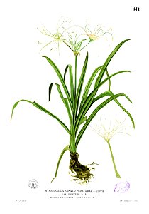Hymenocallis littoralis Blanco2.411. Free illustration for personal and commercial use.