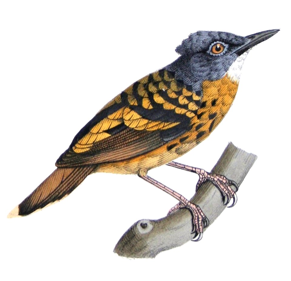 Hylophylax naevius theresae Castelnau
