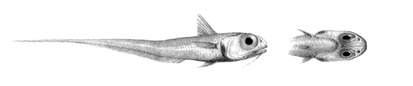Hymenocephalus longibarbis. Free illustration for personal and commercial use.