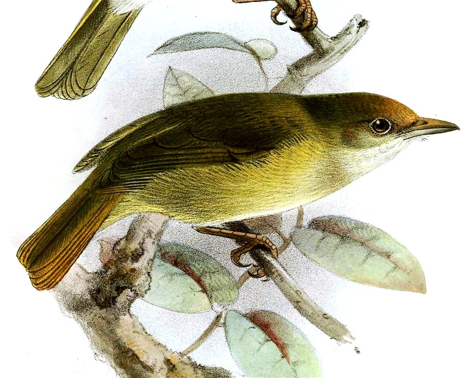 Hylophilus ochraceiceps ferrugineifrons Keulemans