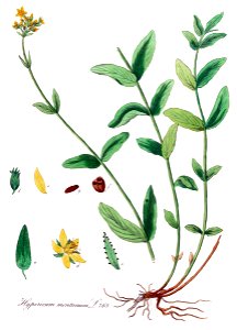 Hypericum montanum i02 clean