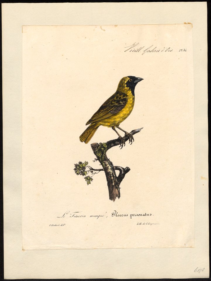 Hyphantornis personata - 1825-1834 - Print - Iconographia Zoologica - Special Collections University of Amsterdam - UBA01 IZ15900037