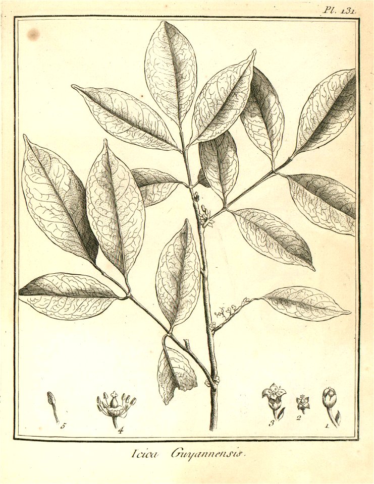 Icica guianensis Aublet 1775 pl 131