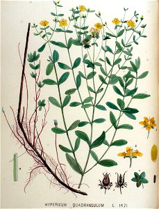 Hypericum quadrangulum — Flora Batava — Volume v18 (cropped)