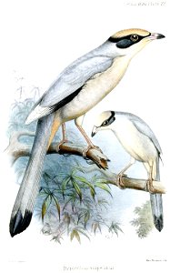 HypocoliusAmpelinusFrohawk
