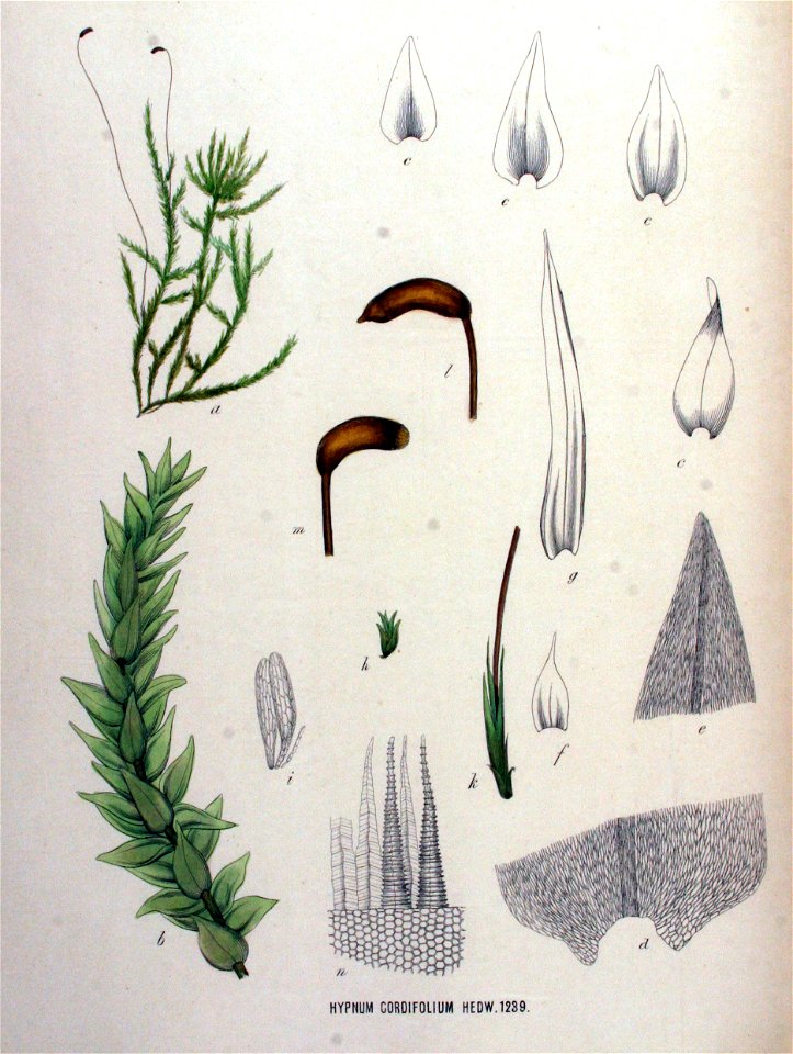 Hypnum cordifolium — Flora Batava — Volume v16