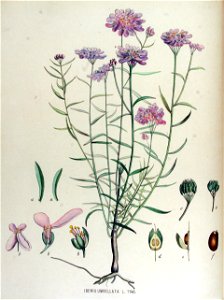 Iberis umbellata — Flora Batava — Volume v15. Free illustration for personal and commercial use.