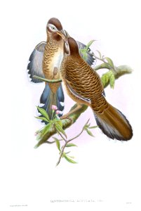 IanthocinclaLunulataGould