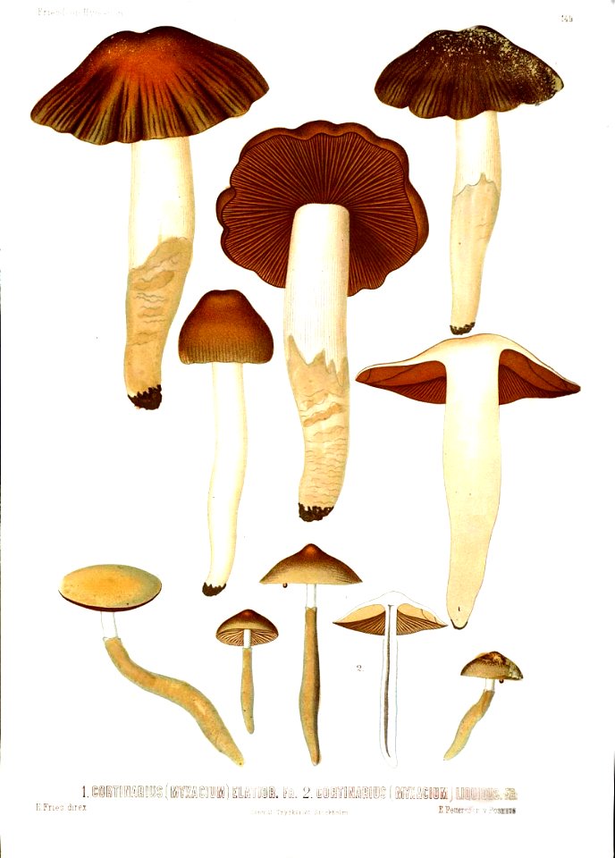 Icones selectae hymenomycetum-Tab-149