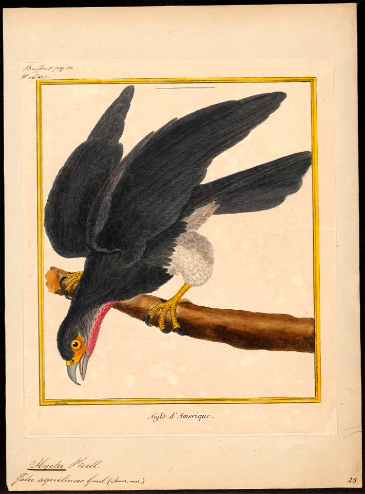 Ibycter americanus - 1700-1880 - Print - Iconographia Zoologica - Special Collections University of Amsterdam - UBA01 IZ18200001