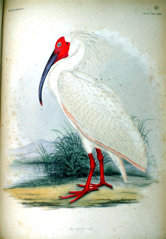Ibis nippon Fauna Japonica