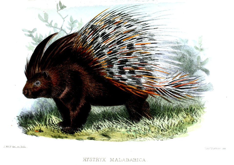 HystrixMalabaricaWolf