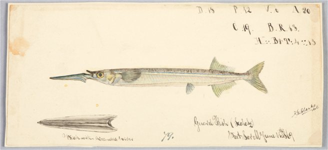 Hyporhamphus melanochir by Frank Edward Clarke