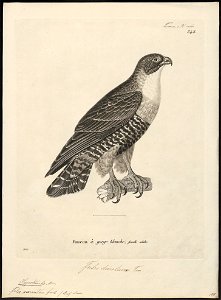Hypotriorchis aurantius - 1700-1880 - Print - Iconographia Zoologica - Special Collections University of Amsterdam - UBA01 IZ18200189