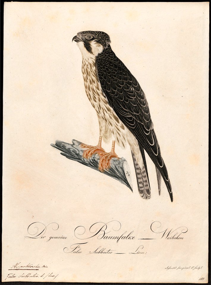 Hypotriorchis subbuteo - 1800-1812 - Print - Iconographia Zoologica - Special Collections University of Amsterdam - UBA01 IZ18200181