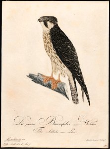 Hypotriorchis subbuteo - 1800-1812 - Print - Iconographia Zoologica - Special Collections University of Amsterdam - UBA01 IZ18200181