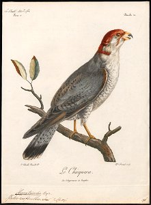 Hypotriorchis ruficollis - 1796-1808 - Print - Iconographia Zoologica - Special Collections University of Amsterdam - UBA01 IZ18200219