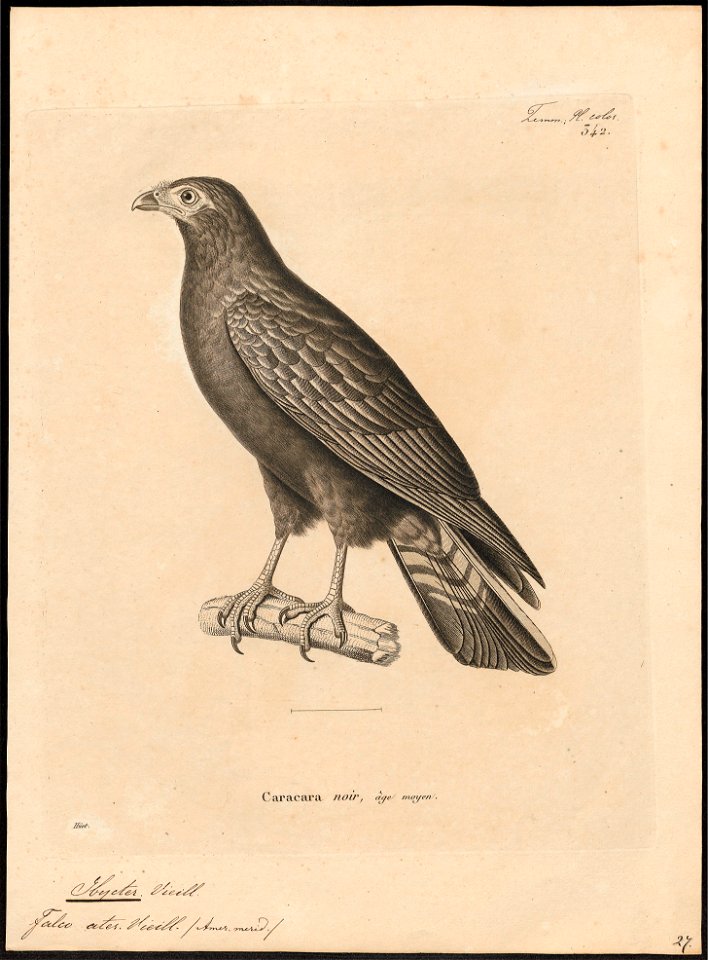 Ibycter ater - 1700-1880 - Print - Iconographia Zoologica - Special Collections University of Amsterdam - UBA01 IZ18200011