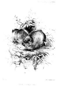 HyraxDorsalisWolf