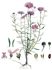 Iberis umbellata — Flora Batava — Volume v15 - clean
