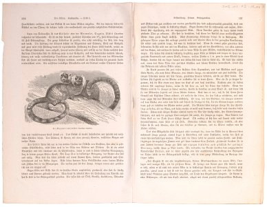 Iacchus vulgaris - 1700-1880 - Print - Iconographia Zoologica - Special Collections University of Amsterdam - UBA01 IZ20200038