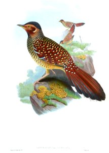 IanthocinclaOcellataGould