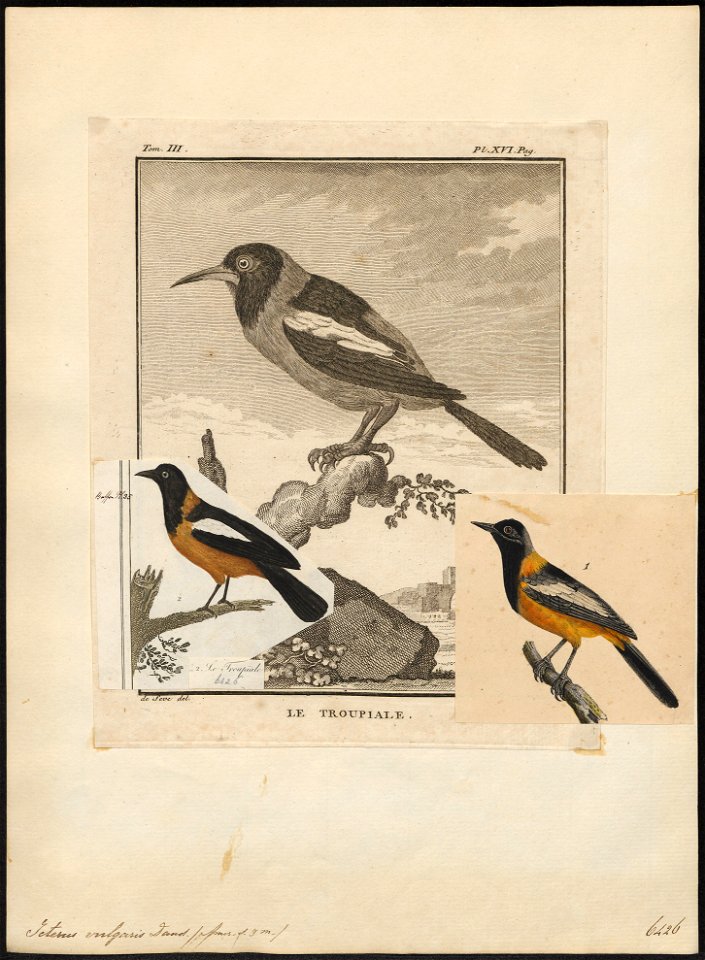 Icterus vulgaris - 1700-1880 - Print - Iconographia Zoologica - Special Collections University of Amsterdam - UBA01 IZ15800193