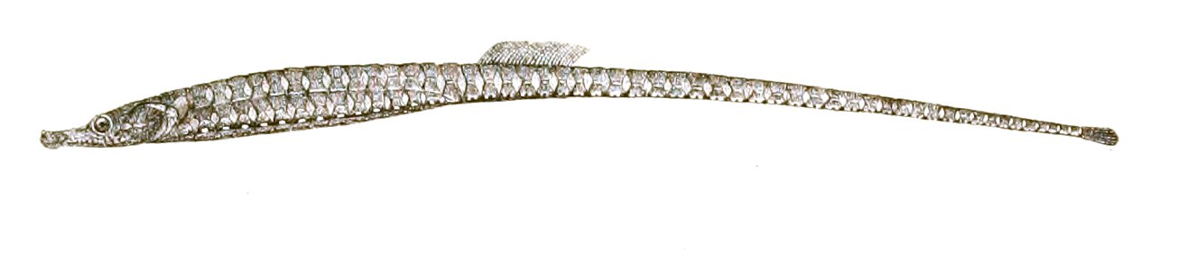 Ichthyocampus carce Achilles 174