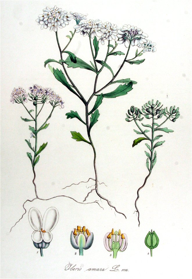 Iberis amara — Flora Batava — Volume v14
