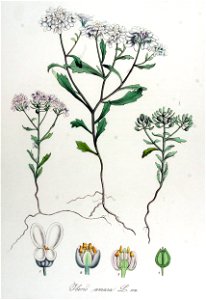 Iberis amara — Flora Batava — Volume v14